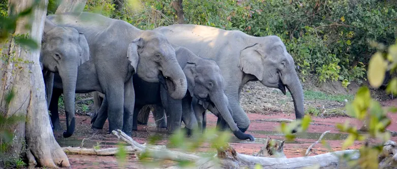 Jim Corbett Car Rental