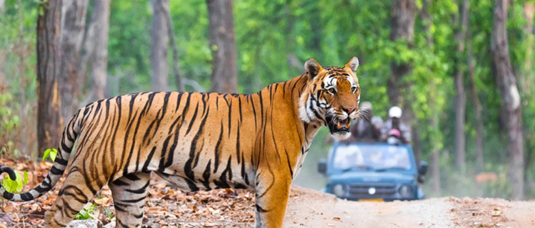 South India Wildlife Tour