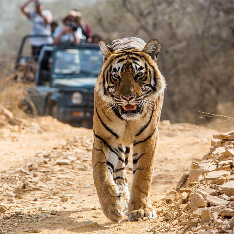 Golden Triangle Tour With Ranthambore
